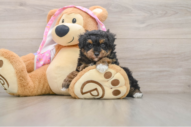 Popular Poodle Baby