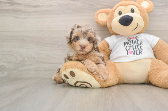 OLIVIA, a Poodle littermate