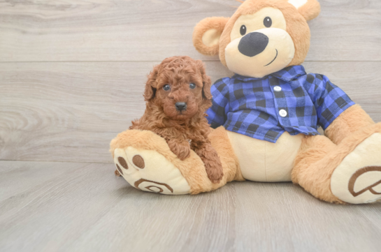 5 week old Poodle Puppy For Sale - Windy City Pups Cute Pudle Purebred Puppy