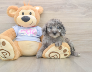 7 week old Poodle Puppy For Sale - Windy City Pups