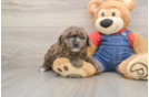 Poodle Pup Being Cute