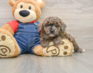 7 week old Poodle Puppy For Sale - Windy City Pups