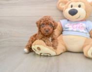 6 week old Poodle Puppy For Sale - Windy City Pups