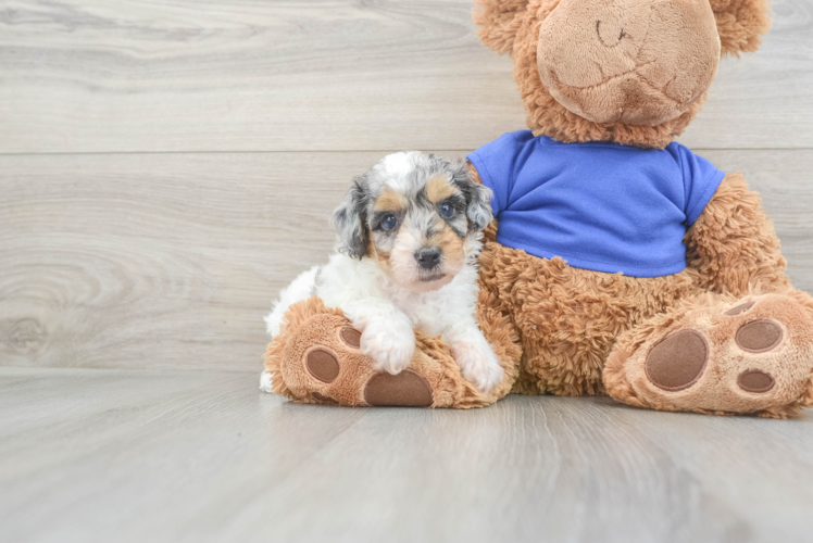 Playful Poodle Baby