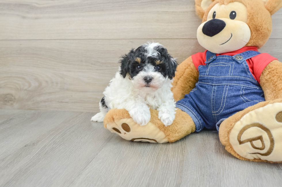 7 week old Poodle Puppy For Sale - Windy City Pups