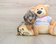 7 week old Poodle Puppy For Sale - Windy City Pups