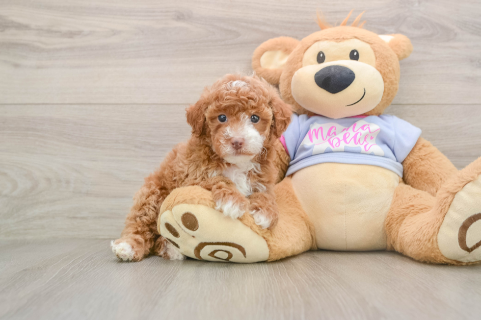Poodle Puppy for Adoption