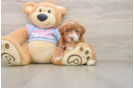 Popular Poodle Purebred Pup