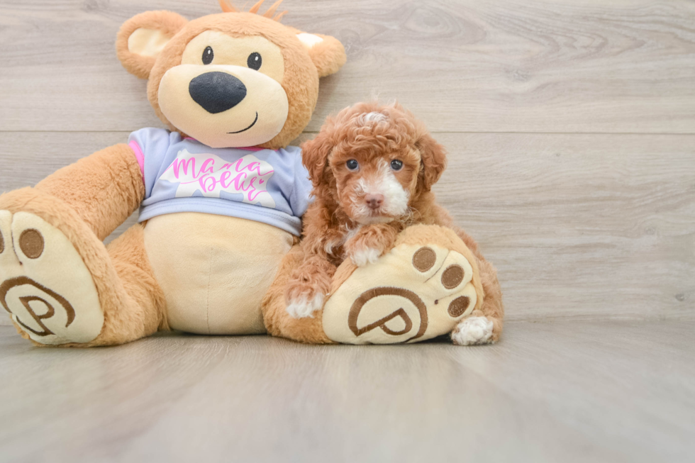 Popular Poodle Purebred Pup