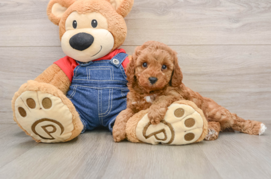 OPEL, a Poodle littermate