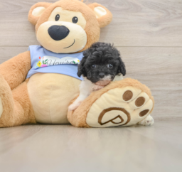 6 week old Poodle Puppy For Sale - Windy City Pups