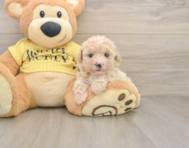 8 week old Poodle Puppy For Sale - Windy City Pups