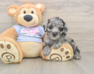 7 week old Poodle Puppy For Sale - Windy City Pups