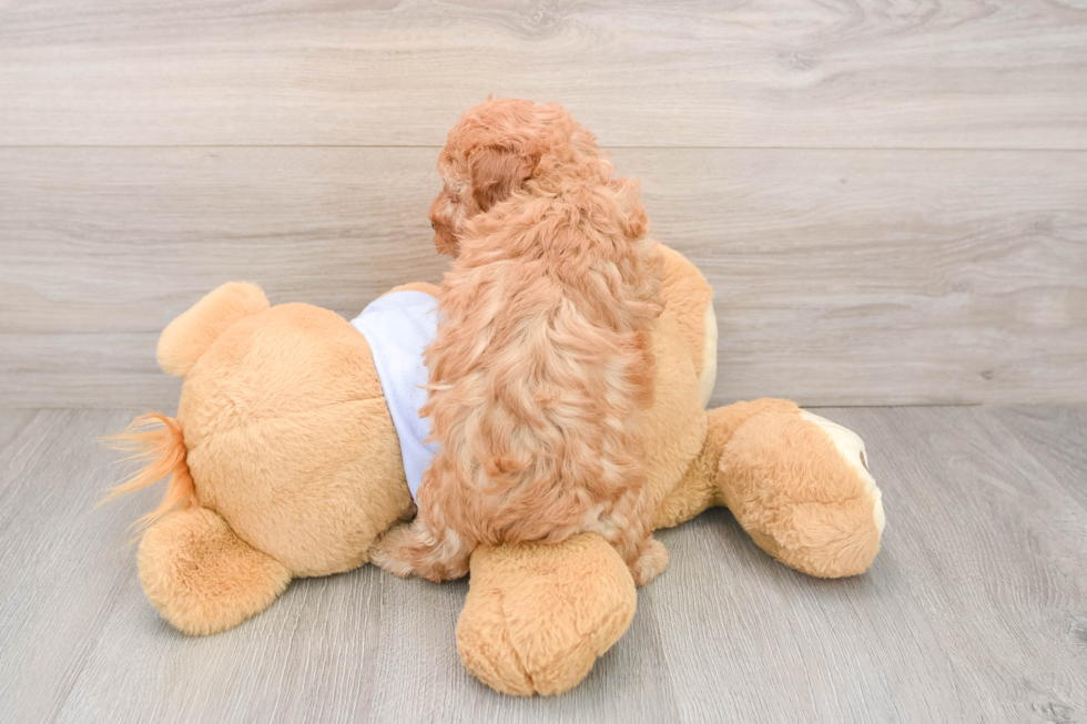 Friendly Poodle Purebred Pup