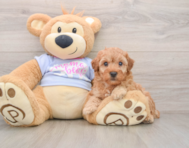 6 week old Poodle Puppy For Sale - Windy City Pups