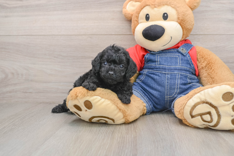 Poodle Puppy for Adoption