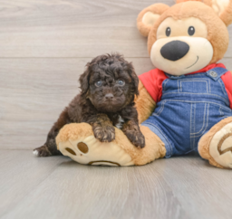 7 week old Poodle Puppy For Sale - Windy City Pups