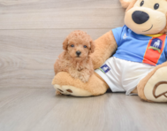 9 week old Poodle Puppy For Sale - Windy City Pups