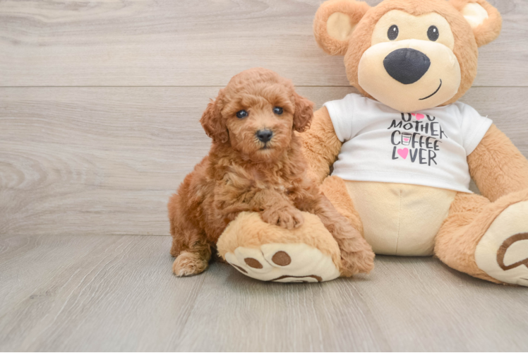 Poodle Puppy for Adoption