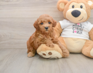 8 week old Poodle Puppy For Sale - Windy City Pups