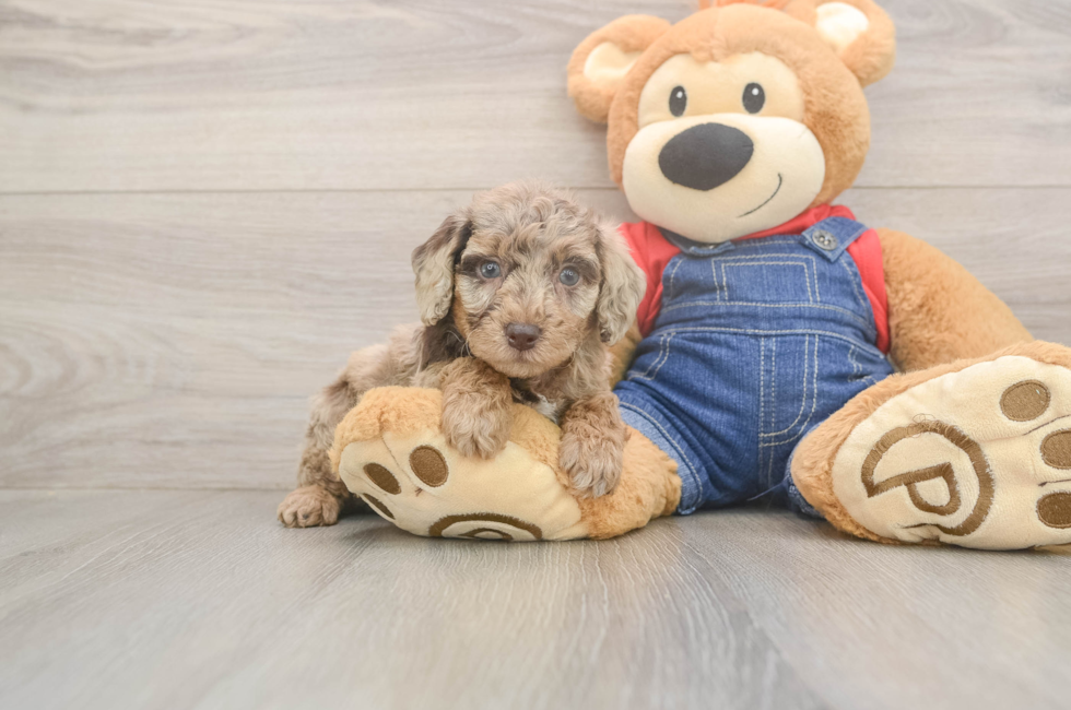 6 week old Poodle Puppy For Sale - Windy City Pups