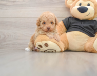 7 week old Poodle Puppy For Sale - Windy City Pups