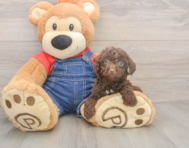 8 week old Poodle Puppy For Sale - Windy City Pups