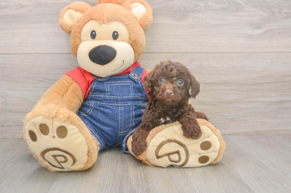 6 week old Poodle Puppy For Sale - Windy City Pups