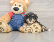 7 week old Poodle Puppy For Sale - Windy City Pups