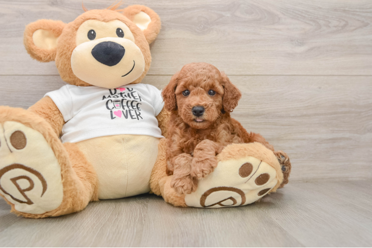 Poodle Puppy for Adoption