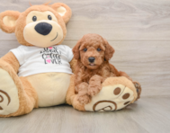 7 week old Poodle Puppy For Sale - Windy City Pups