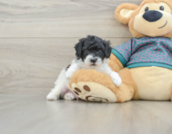 7 week old Poodle Puppy For Sale - Windy City Pups