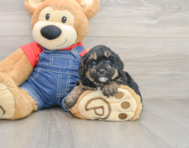 7 week old Poodle Puppy For Sale - Windy City Pups