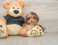 7 week old Poodle Puppy For Sale - Windy City Pups