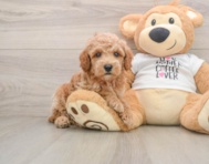 7 week old Poodle Puppy For Sale - Windy City Pups