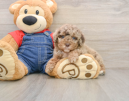 6 week old Poodle Puppy For Sale - Windy City Pups