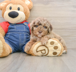 7 week old Poodle Puppy For Sale - Windy City Pups