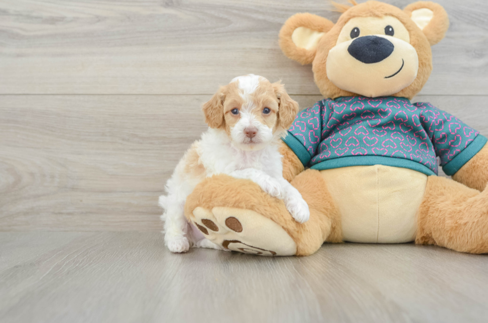 5 week old Poodle Puppy For Sale - Windy City Pups