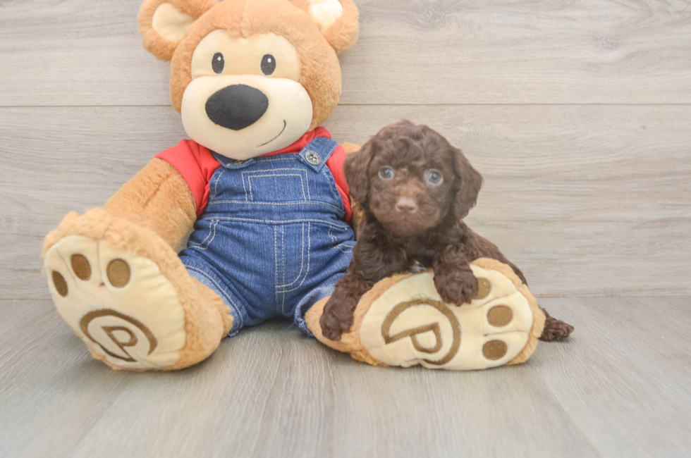 6 week old Poodle Puppy For Sale - Windy City Pups