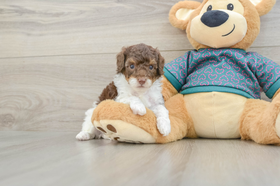 5 week old Poodle Puppy For Sale - Windy City Pups