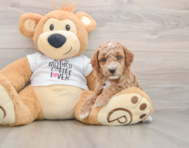 6 week old Poodle Puppy For Sale - Windy City Pups