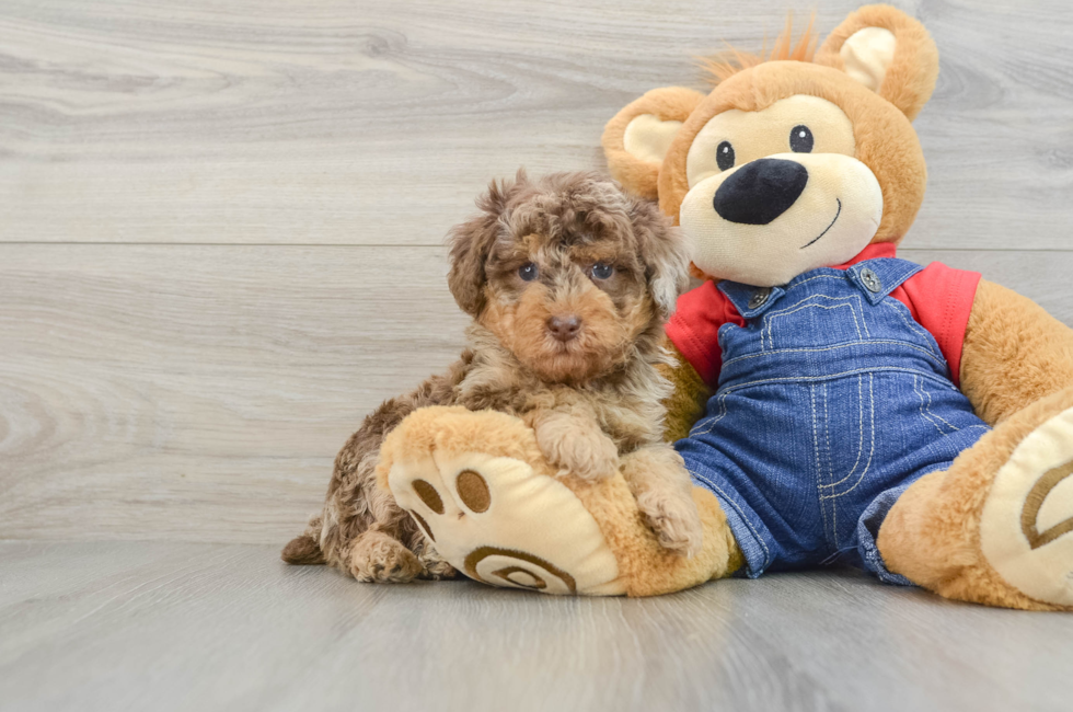 6 week old Poodle Puppy For Sale - Windy City Pups