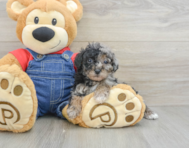 8 week old Poodle Puppy For Sale - Windy City Pups