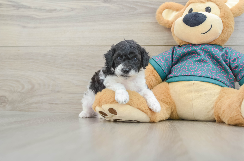 5 week old Poodle Puppy For Sale - Windy City Pups