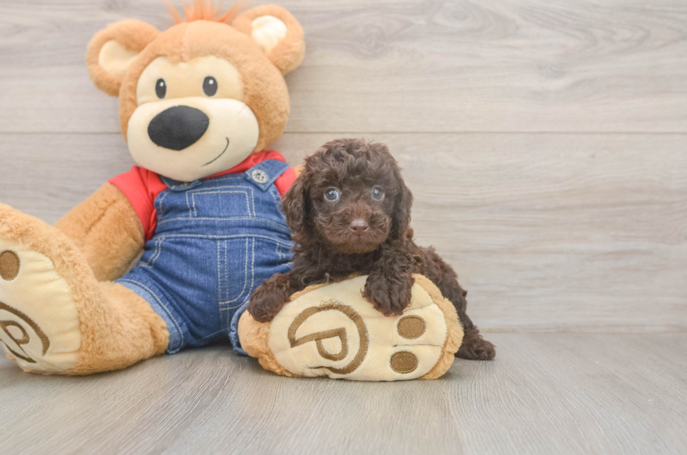 6 week old Poodle Puppy For Sale - Windy City Pups