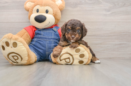 Fluffy Toy Poodle Purebred Puppy