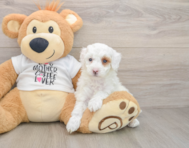6 week old Poodle Puppy For Sale - Windy City Pups