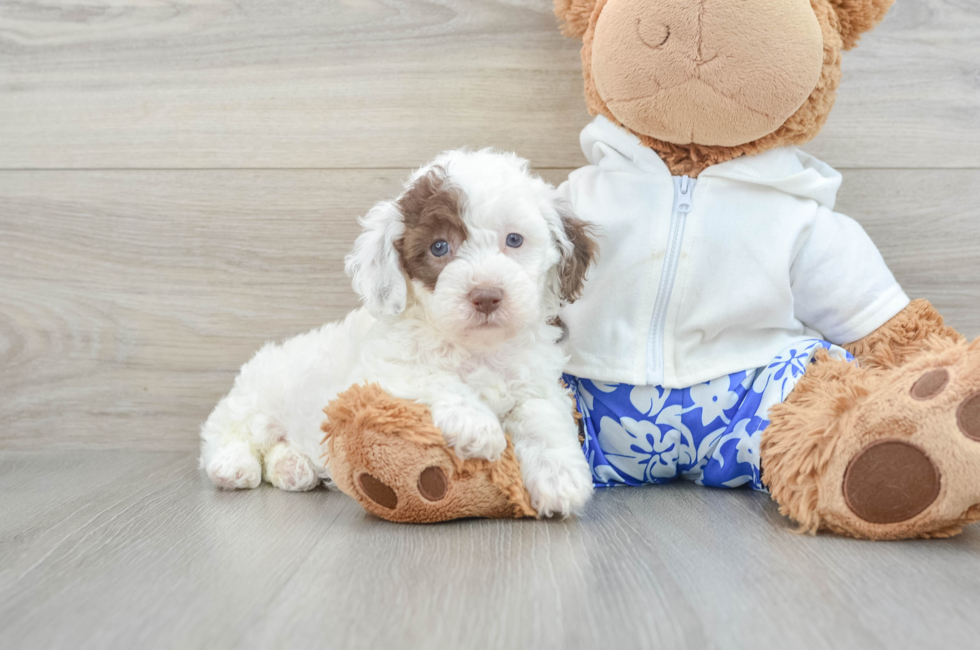 9 week old Poodle Puppy For Sale - Windy City Pups