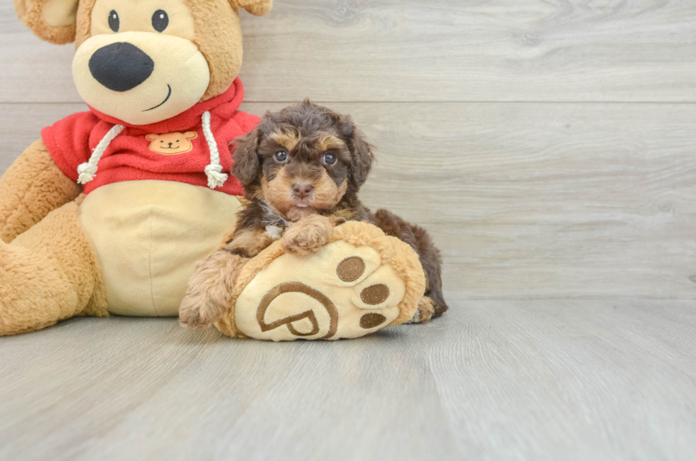 6 week old Poodle Puppy For Sale - Windy City Pups