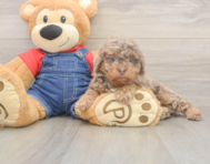 8 week old Poodle Puppy For Sale - Windy City Pups